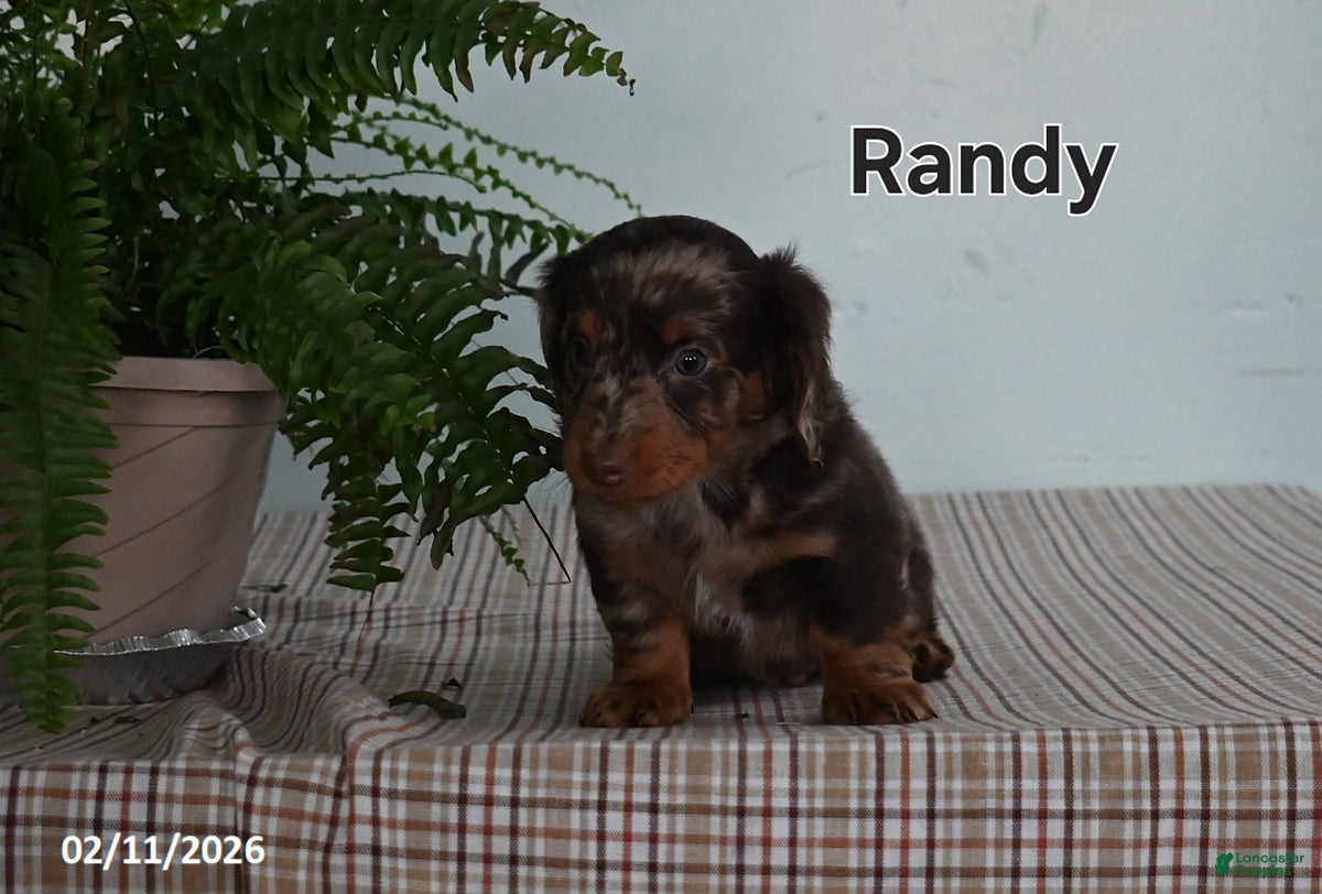 Miniature Dachshund dogs Randy - Ad 2