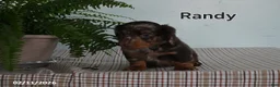 Miniature Dachshund dogs for sale: Randy - Ad 2