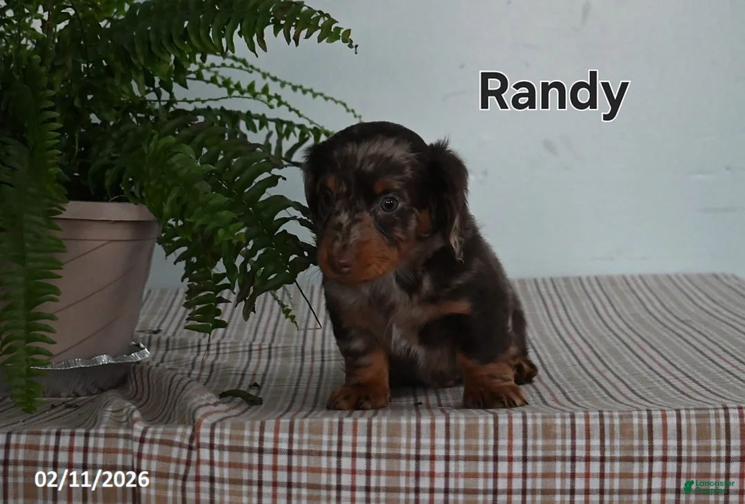 Miniature Dachshund dogs for sale: Randy - Ad 2