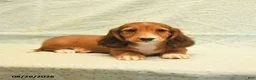 Dachshund dogs for sale: Larry - Ad 3