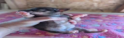 Chihuahua dogs for sale: Mia - Ad 3