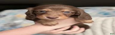 Sven