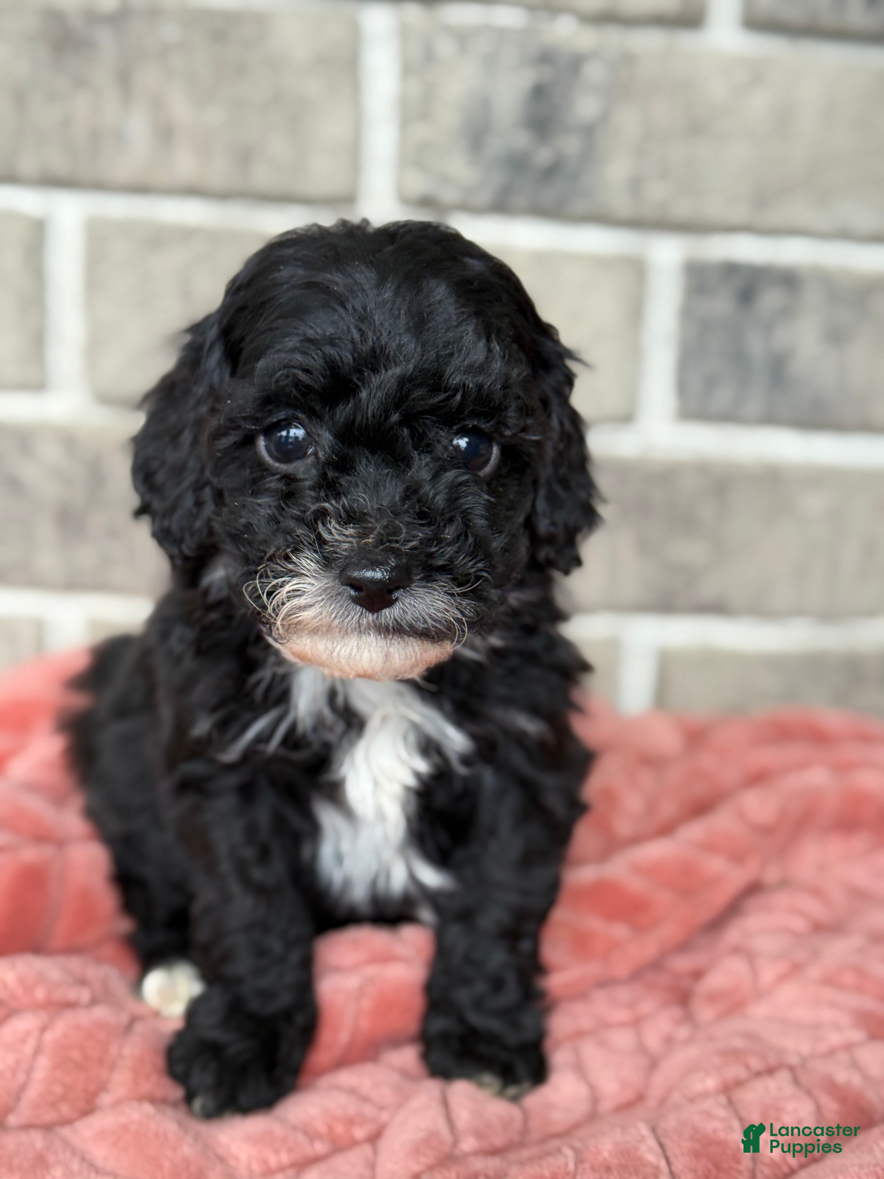 Cavapoo dogs Keats - Ad 1