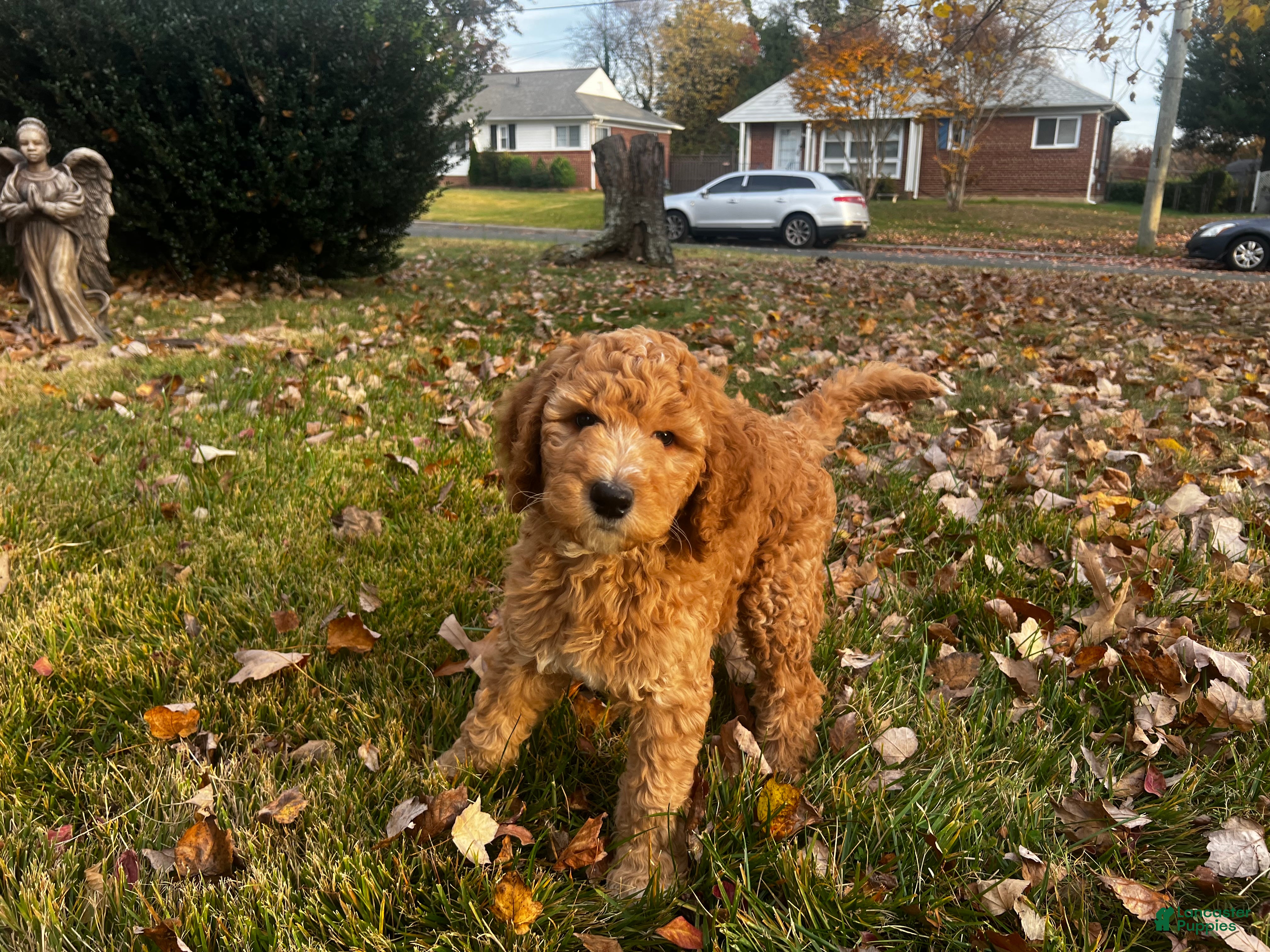 Standard Poodle dogs Standard Poodle Puppy 2 - Ad 42