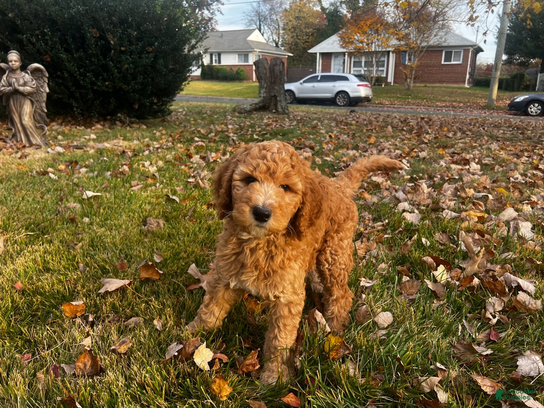 Standard Poodle dogs for sale: Standard Poodle Puppy 2 - Ad 1