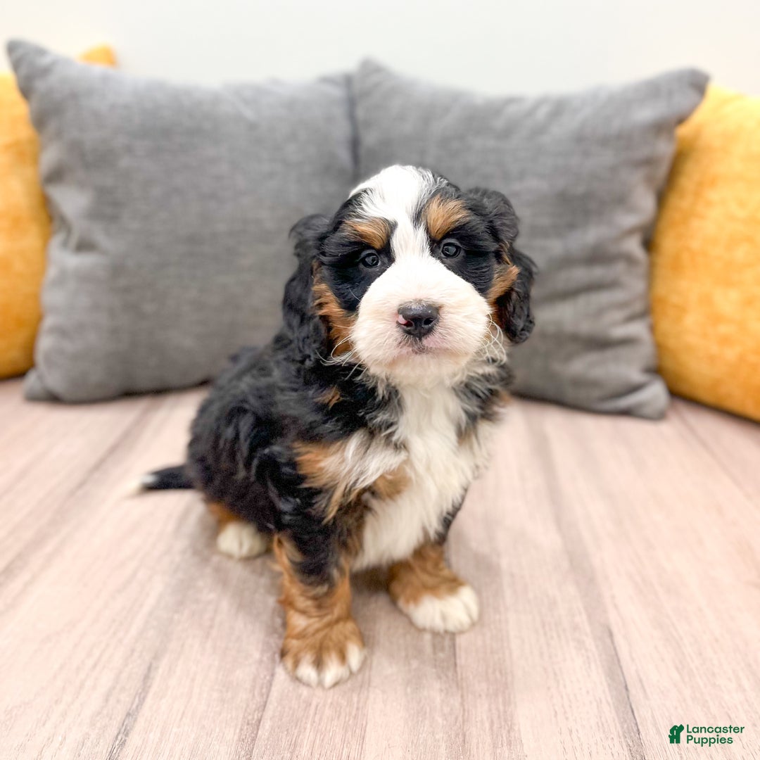 Mini Bernedoodle dogs for sale: Ranger - Ad 6