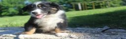 Australian Shepherd dogs for sale: Australian Shepherd Puppy 1 - Ad 6