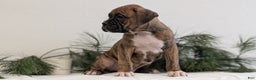 Boxer dogs for sale: Falcon - Ad 4