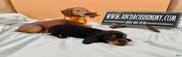 Miniature Dachshund dogs for sale: Russian AKC dachshund - Ad 6