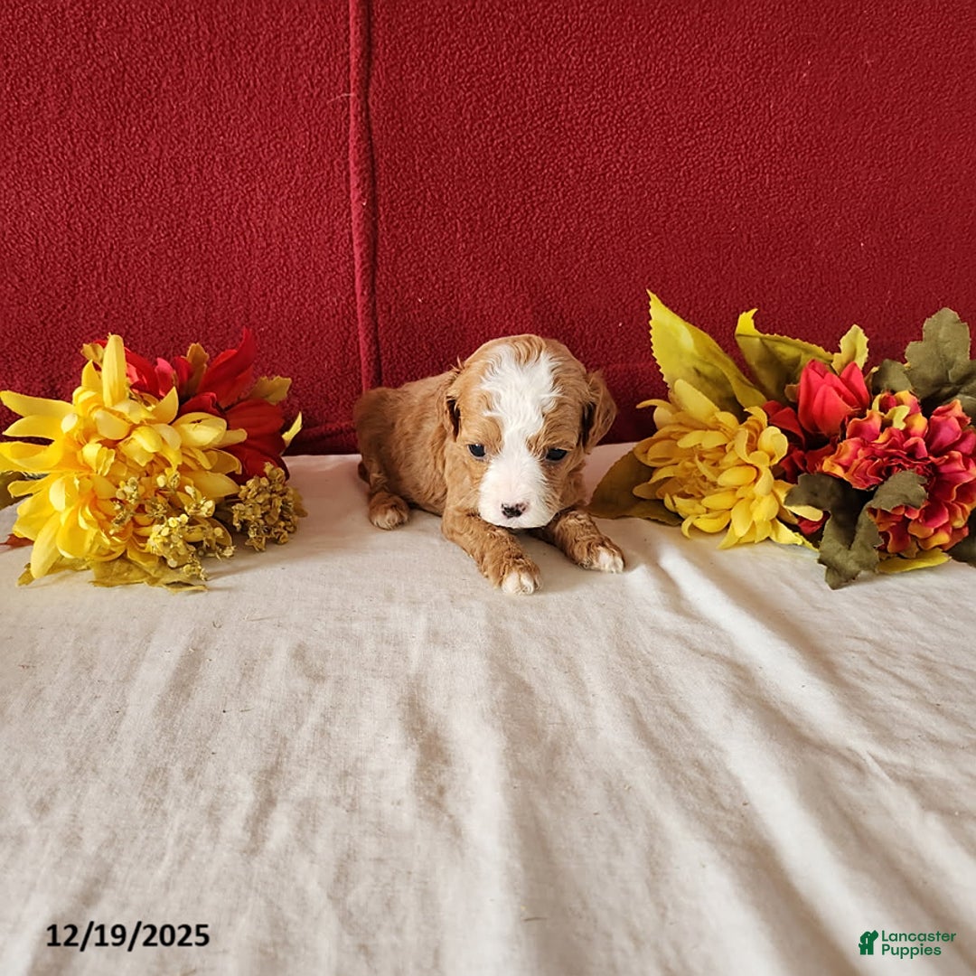 Cavapoo dogs for sale: Tonya - Ad 3