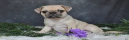 Pug dogs for sale: Jenny - Ad 4