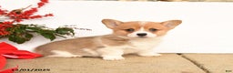 Welsh Corgi Pembroke dogs for sale: Princess - Ad 2