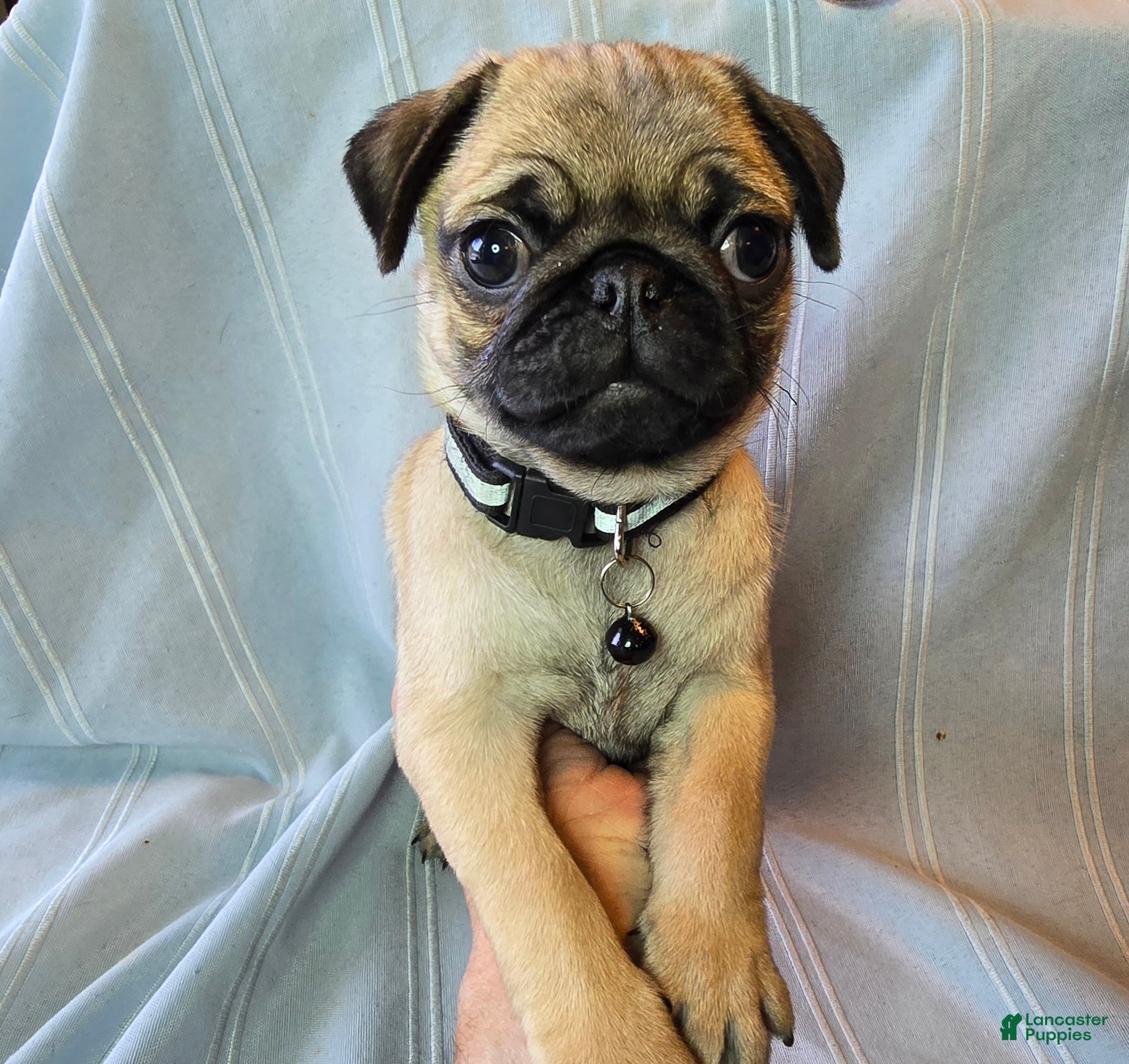 Pug dogs Fannie - Ad 19