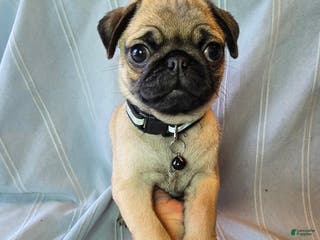 Pug dogs Fannie - Ad 19