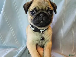 Pug dogs Fannie - Ad 13