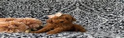 Miniature Poodle dogs for sale: Sherrie AKC Registered - Ad 6