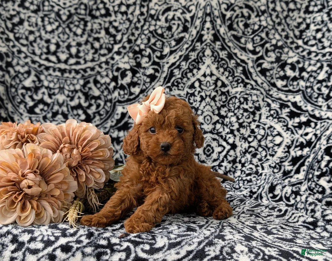Miniature Poodle dogs for sale: Sherrie AKC Registered - Ad 6