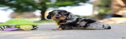 Miniature Dachshund dogs for sale: Kumquat - Ad 6