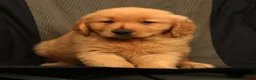 Golden Retriever dogs for sale: Rob - Ad 8