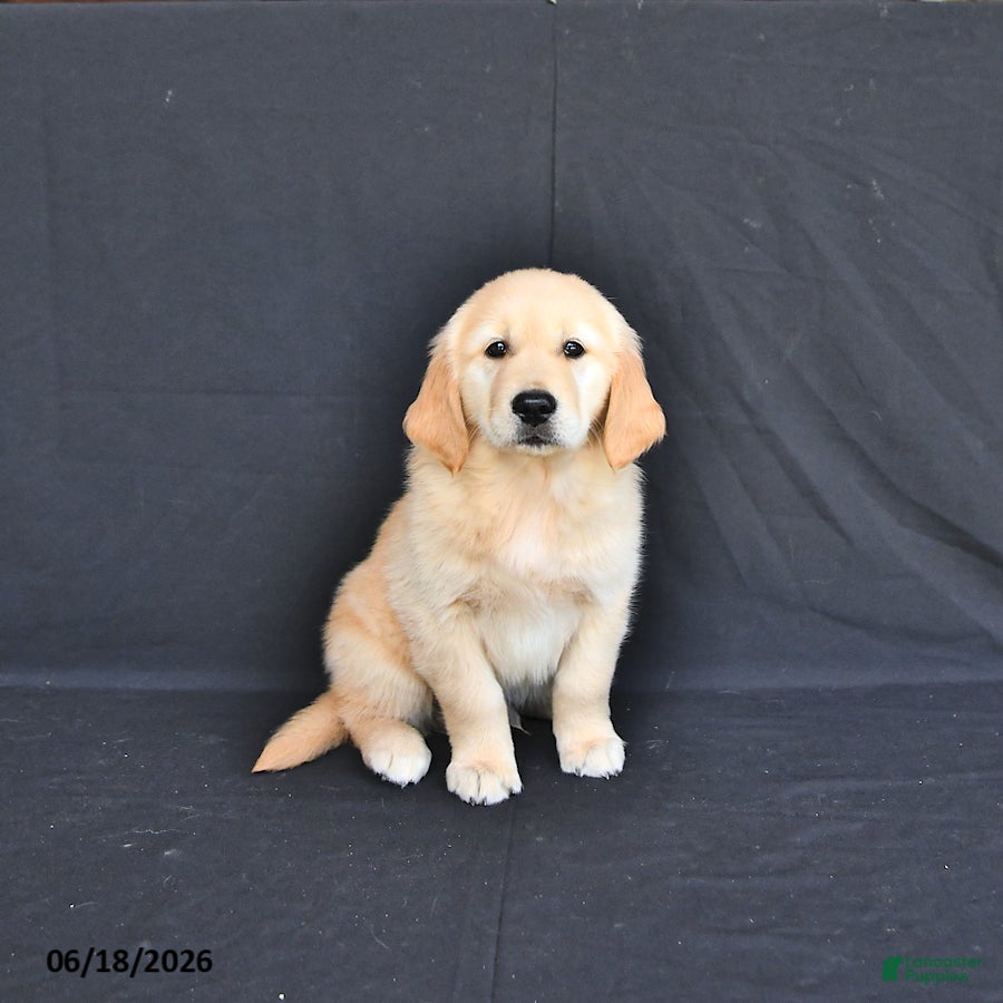 Golden Retriever dogs Jasper - Ad 1