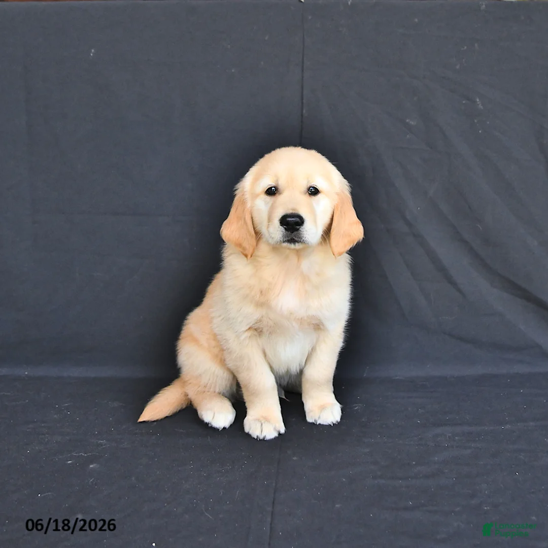 Golden Retriever dogs for sale: Jasper - Ad 1