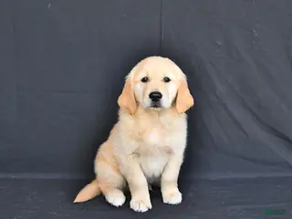 Golden Retriever dogs for sale: Jasper - Ad 1