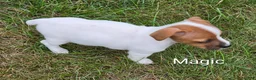 Jack Russell Terrier dogs for sale: Jack Russell Terrier 6 - Ad 4