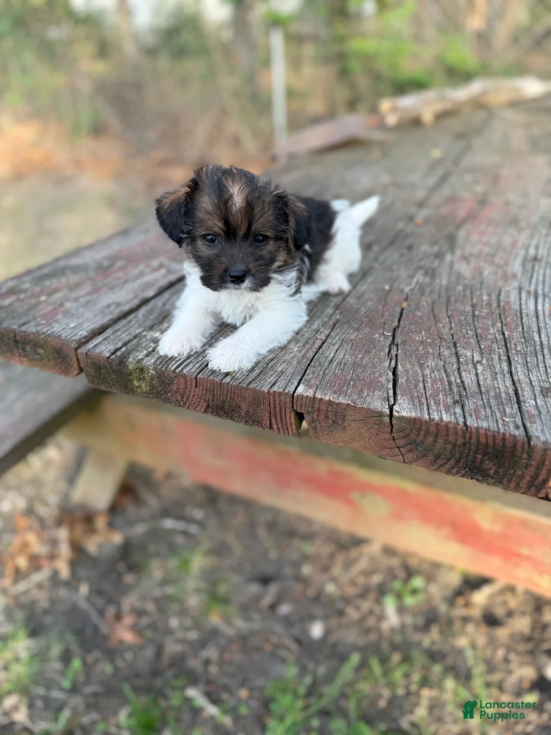 Yorkiepoo dogs for sale: Yorkiepoo Puppy 2 - Ad 4