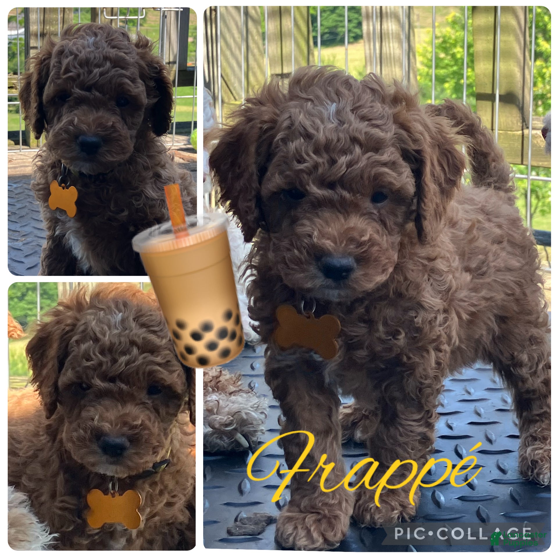 Miniature Poodle dogs Frappe’ - Ad 1