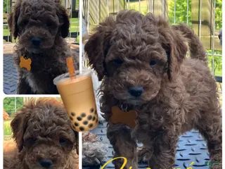 Miniature Poodle dogs for sale: Frappe’ - Ad 3