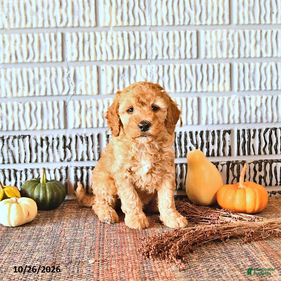 Mini Goldendoodle dogs for sale: Louie - Ad 1