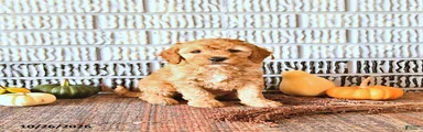 Louie