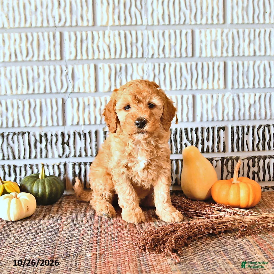 Mini Goldendoodle dogs for sale: Louie - Ad 1