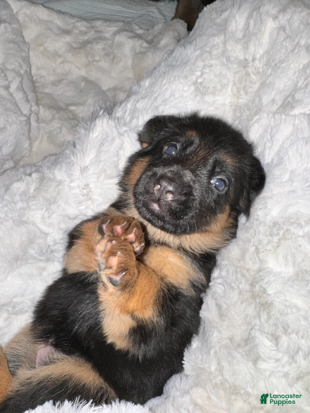 German Shepherd dogs for sale: German Shepherd Puppy 4 - Ad 6