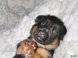 German Shepherd dogs German Shepherd Puppy 4 - Ad 20