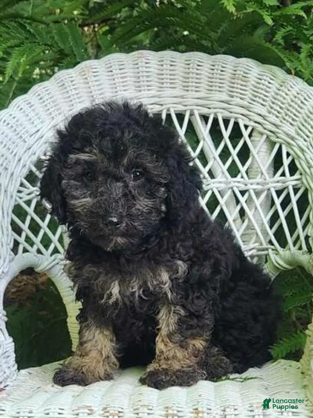 Miniature Poodle dogs for sale: Lauryn - Ad 2