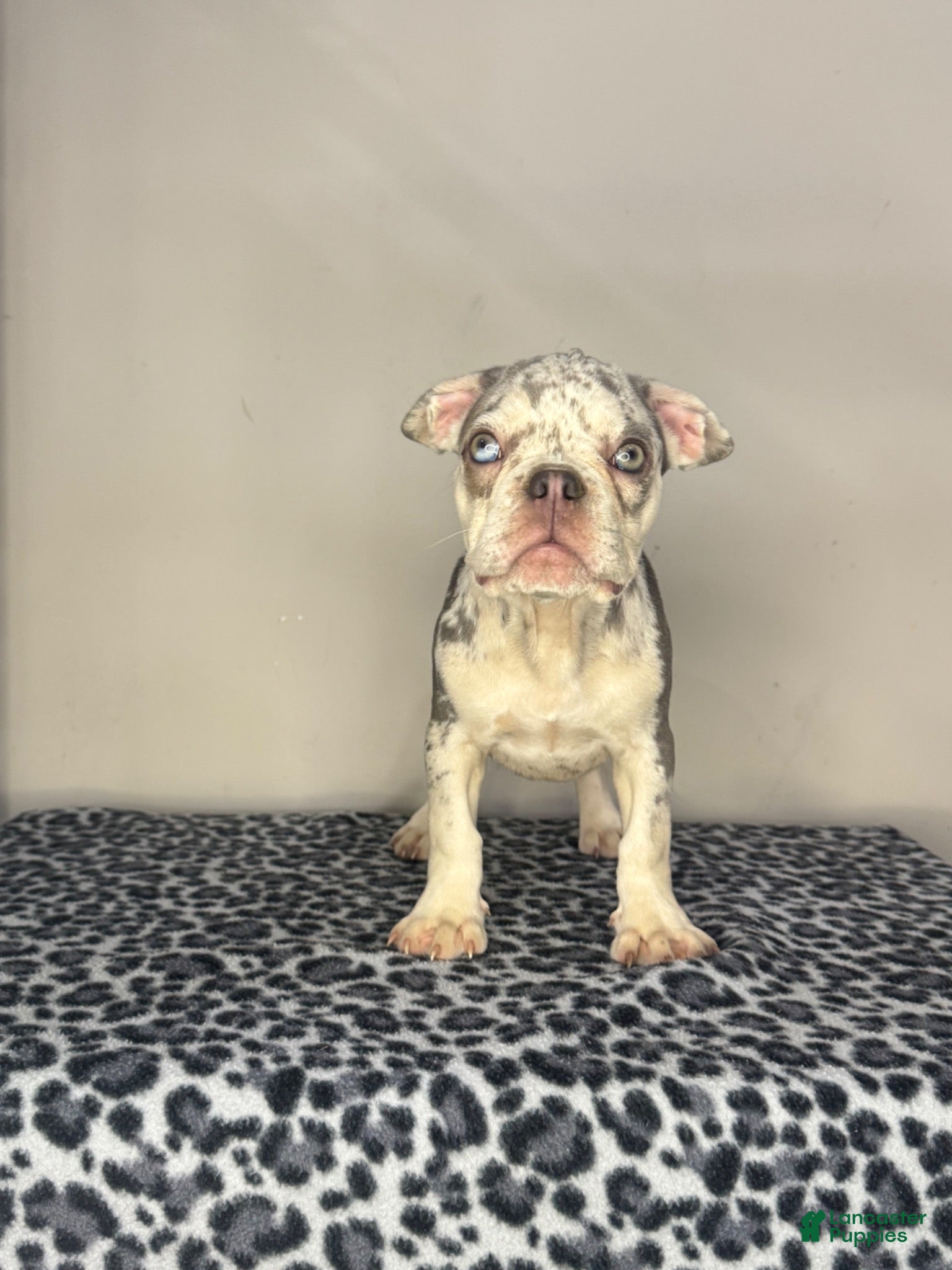 French Bulldog dogs French Bulldog 7 - Ad 30