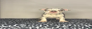 French Bulldog 7