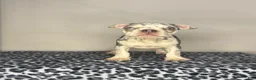 French Bulldog dogs for sale: French Bulldog 7 - Ad 1