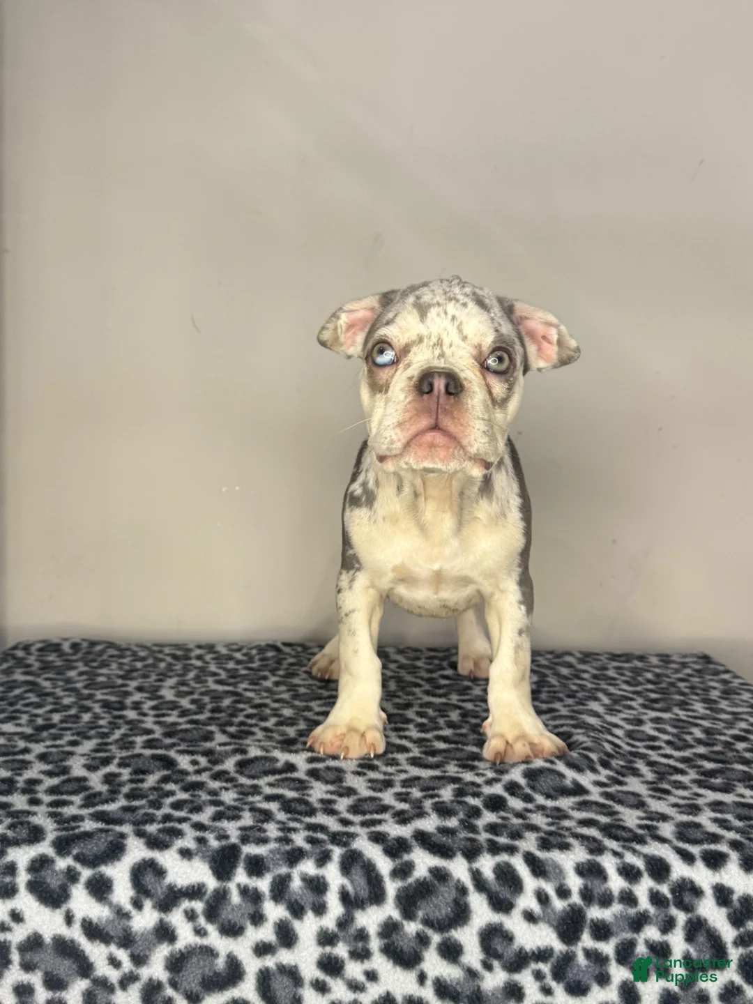 French Bulldog dogs for sale: French Bulldog 7 - Ad 1