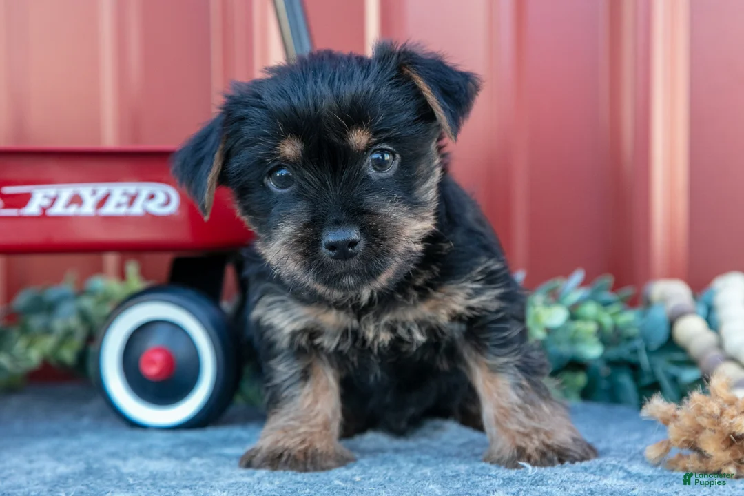 Yorkshire Terrier dogs for sale: Tip - Ad 3