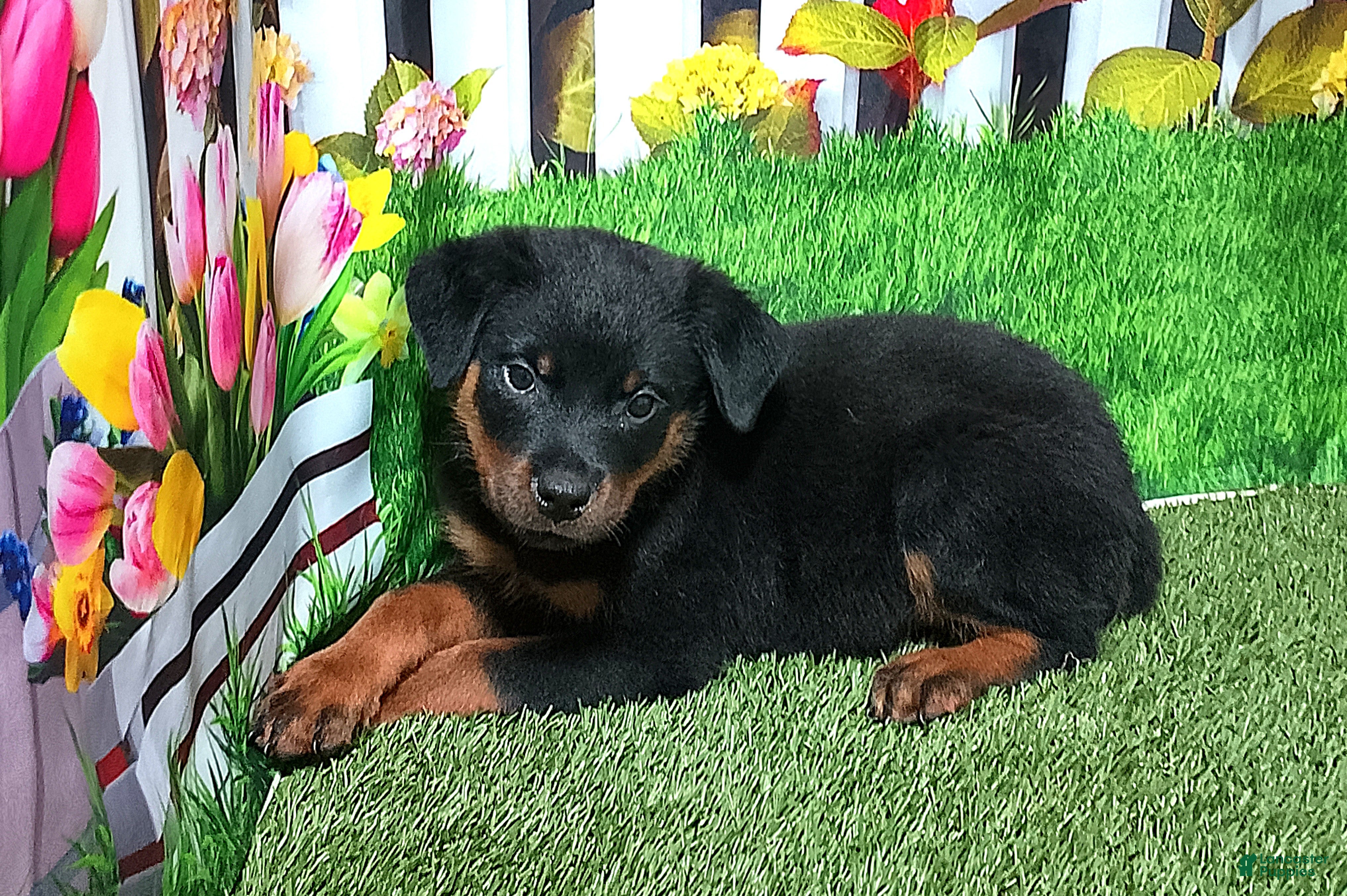 Rottweiler dogs Moose - Ad 1
