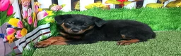 Rottweiler dogs for sale: Moose - Ad 4