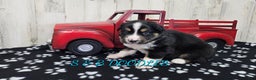 Miniature Australian Shepherd dogs for sale: Spiderman - Ad 5