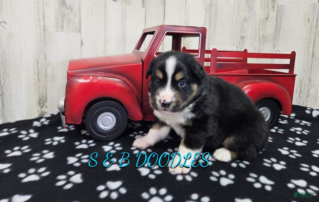 Miniature Australian Shepherd dogs for sale: Spiderman - Ad 5
