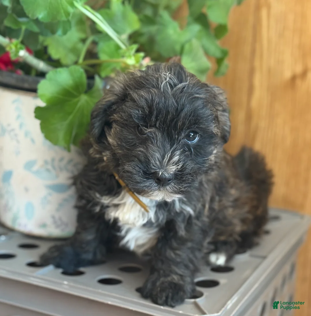 Morkie dogs for sale: Smoky - Ad 6