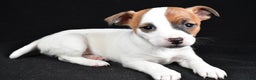 Jack Russell Terrier dogs for sale: Queen - Ad 4