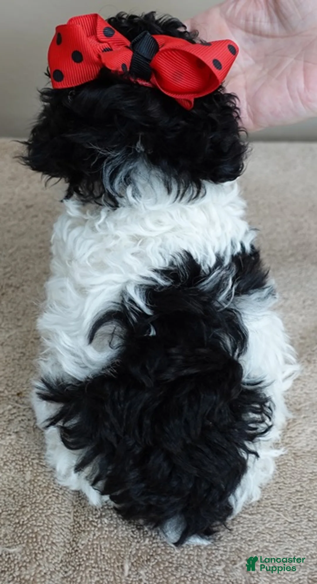 Toy Poodle dogs for sale: Flint 1 lb 7 ozs - Ad 12