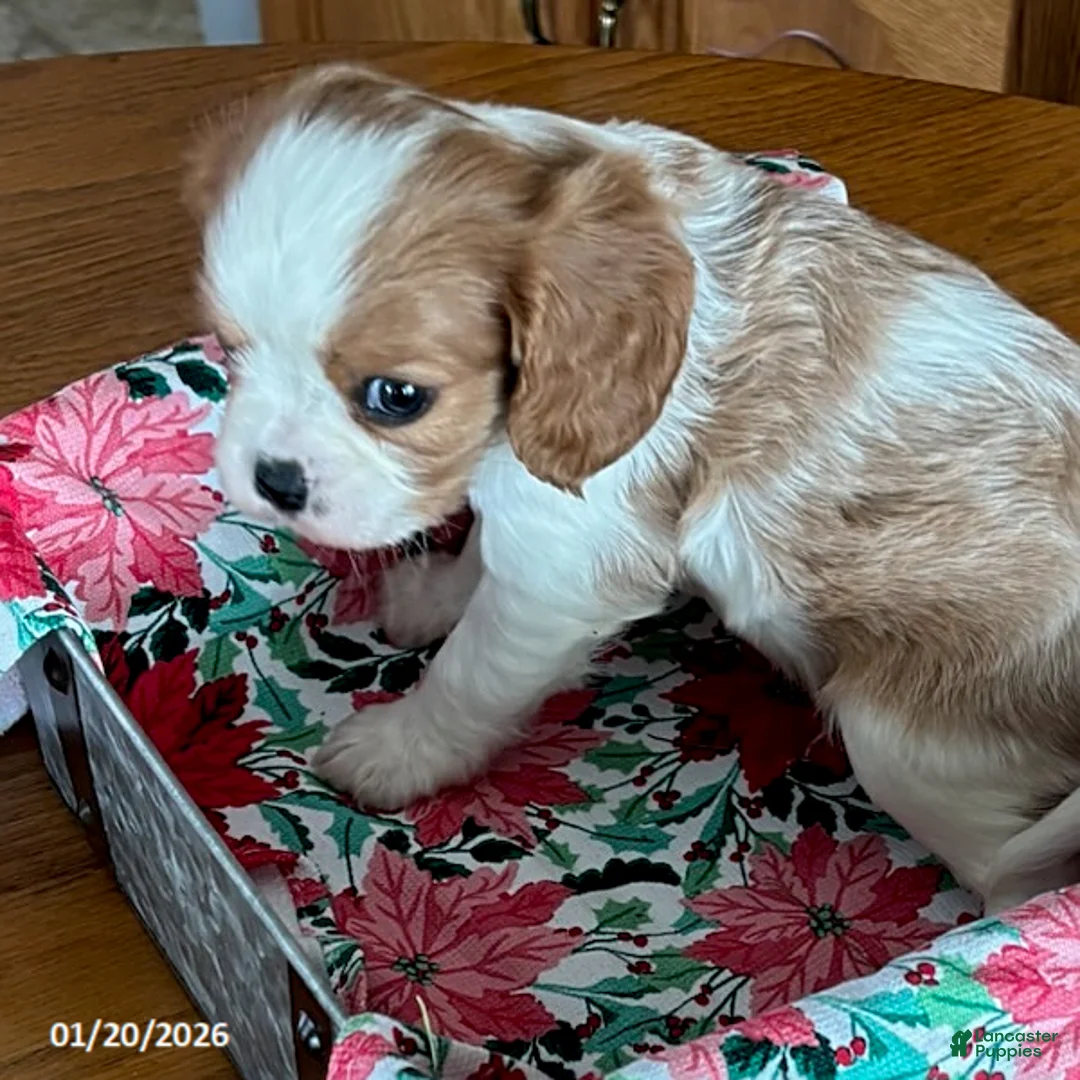 Cavalier King Charles Spaniel dogs for sale: Cinnamon - Ad 8
