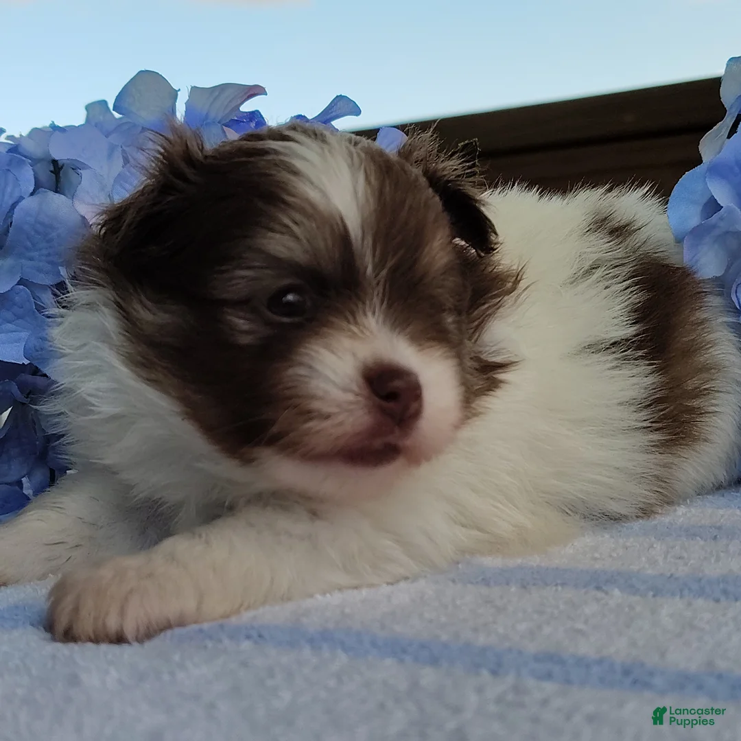 Pomeranian dogs for sale: Blueberry pie  - Ad 1